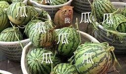 娱乐里的瓜还没吃就分,未尝先知，揭秘明星幕后故事