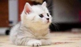 娱乐吃瓜小猫咪小说在线阅读,揭秘娱乐圈幕后风云