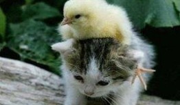 娱乐吃瓜小猫咪小说在线阅读,揭秘娱乐圈幕后风云